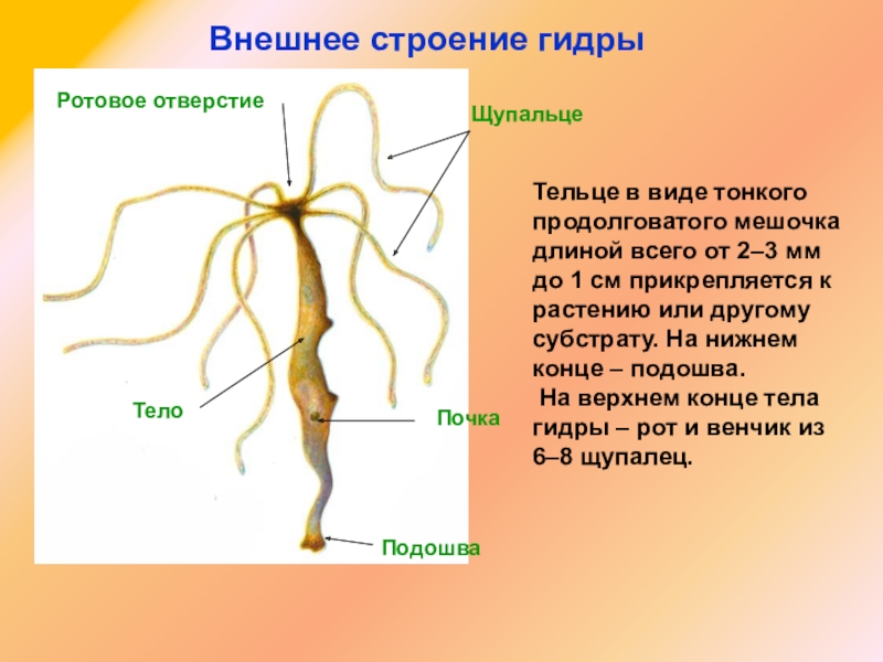 Регистрация на кракен